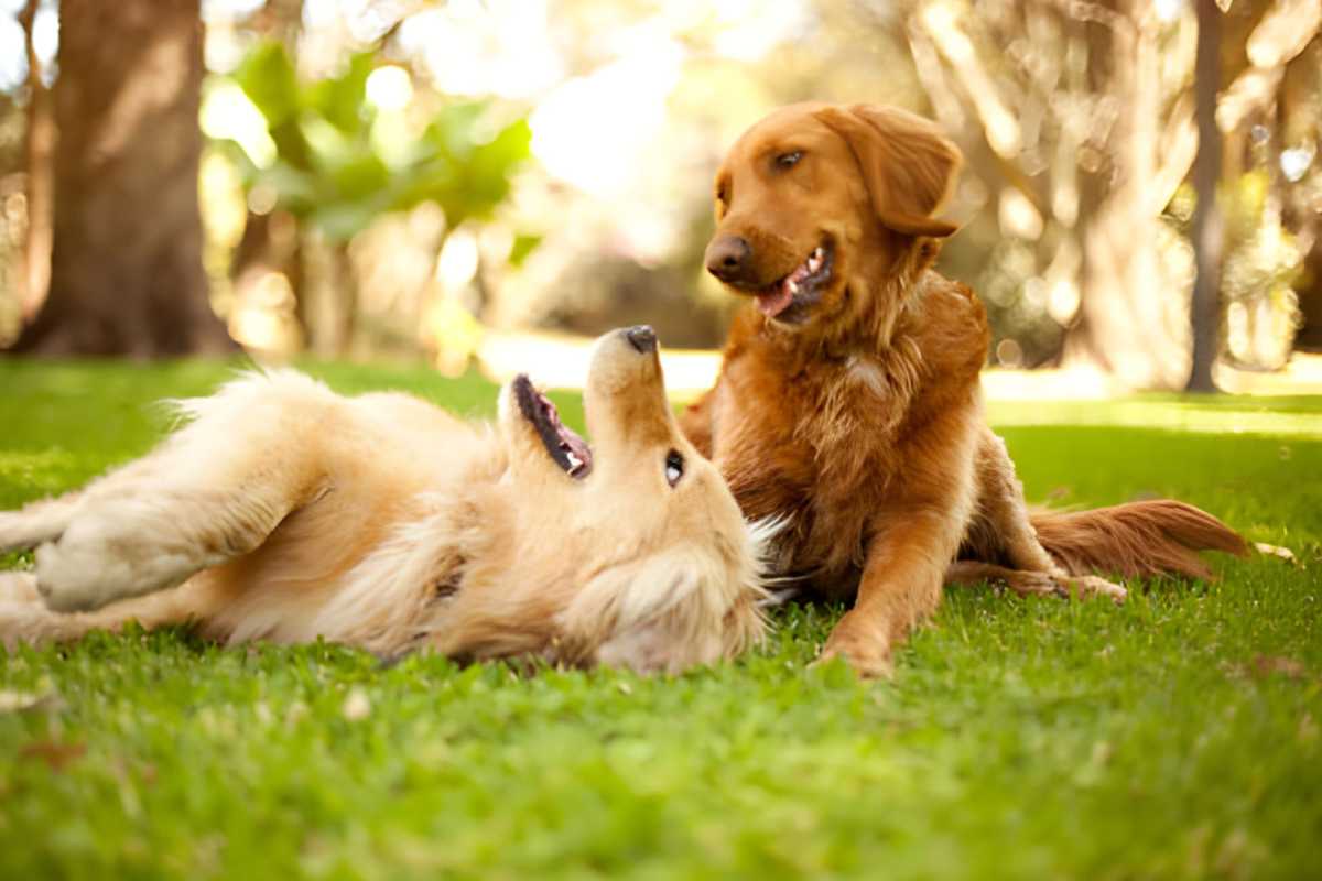 About ZenDogTech.com: Brand Mission and Vision