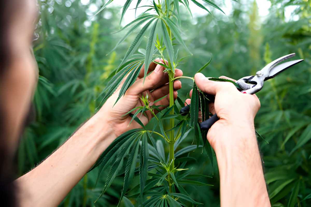 Medical Marijuana