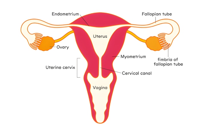 Ectopic Pregnancy Treatment